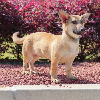 Corgi and Shepherd Dogs Available for Adoption in New York, New York - Winslow | PetCurious