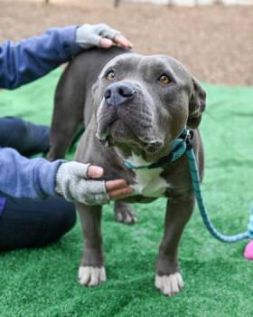 Mixed Breed Dogs Available for Adoption in Chamblee, Georgia - Verna | PetCurious