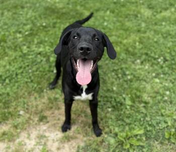 Mixed Breed Dogs Available for Adoption in Leitchfield, Kentucky - Mallard | PetCurious