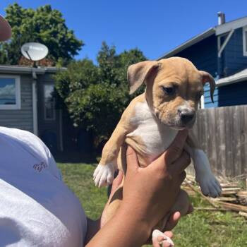 Nugget -  American Bulldog and Pit Bull Terrier Dog for Adoption in Bellingham, Washington - Nugget | PetCurious
