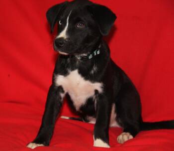 Tatum (Jasmine