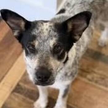Biscuit -  Australian Cattle Dog Blue Heeler Dog for Adoption in Chino Valley, Arizona - Biscuit | PetCurious