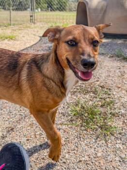 Ginger -  Chihuahua Dog for Adoption in Marble Falls, Texas - Ginger | PetCurious