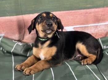 Retriever and Mixed Breed Dogs Available for Adoption - Cardinal | PetCurious