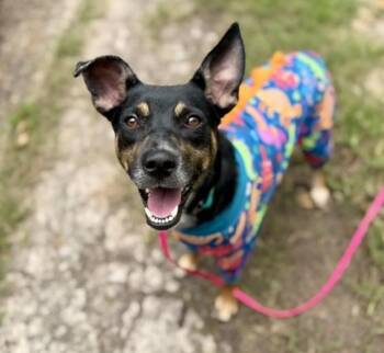 CRICKET -  Labrador Retriever and Mixed Breed Dog for Adoption in Houston, Texas - CRICKET | PetCurious