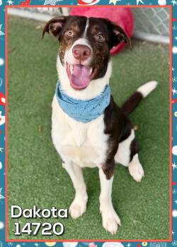 Rescue Border Collie Dogs for Adoption in Marietta, Georgia - DAKOTA | PetCurious