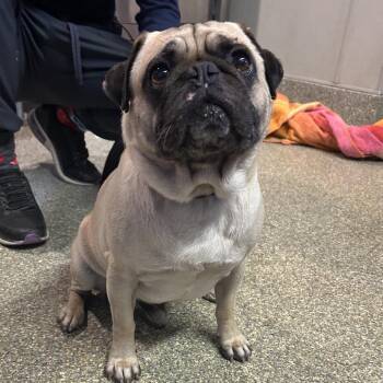 Oliver -  Pug Dog for Adoption in San Gabriel, California - Oliver | PetCurious