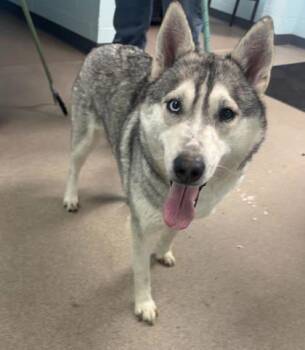 Siberian Husky and Mixed Breed Dogs Available for Adoption - Posh | PetCurious