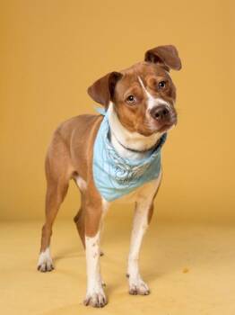 Mixed Breed Dogs Available for Adoption in Atlanta, Georgia - Misha Collins | PetCurious