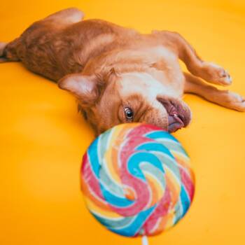 Elmer -  French Bulldog Dog for Adoption in San Diego, California - Elmer | PetCurious