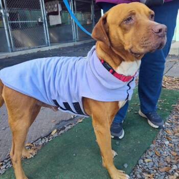 Pit Bull Terrier Dogs Available for Adoption - Charlie | PetCurious