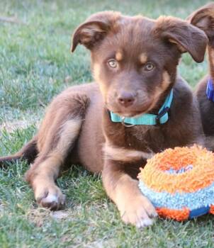 Australian Shepherd Dogs Available for Adoption - Harper | PetCurious
