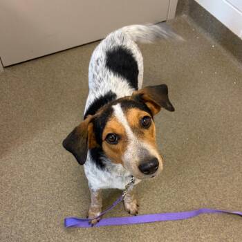 Annie -  Bluetick Coonhound and Australian Cattle Dog Blue Heeler Dog for Adoption in Council Bluffs, Iowa - Annie | PetCurious