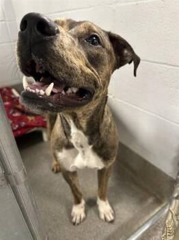 Pit Bull Terrier and Mixed Breed Dogs Available for Adoption - ESCHER | PetCurious