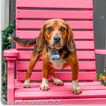 Beagle Dogs Available for Adoption in Wake Forest, North Carolina - Mackie | PetCurious