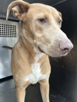 Rescue Carolina Dog and Mixed Breed Dogs for Adoption in Fort Worth, Texas - 59823887 | PetCurious