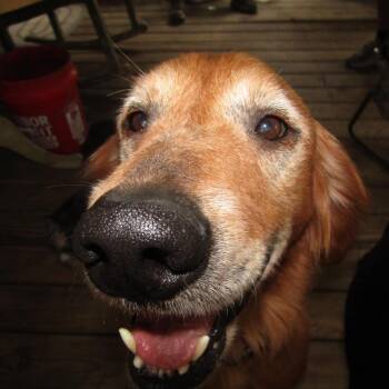 Moose Malone -  Golden Retriever Dog for Adoption in New Orleans, Louisiana - Moose Malone | PetCurious