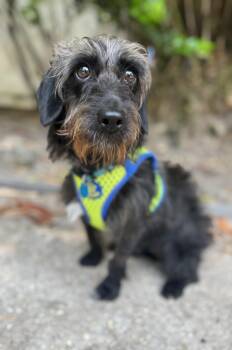 Dachshund and Schnauzer Dogs Available for Adoption in Navarre, Florida - Shadow  | PetCurious