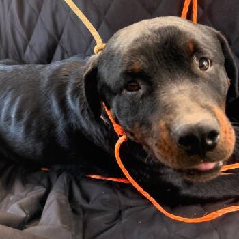 Rottweiler Dogs Available for Adoption in Sand Springs, Oklahoma - Presley | PetCurious