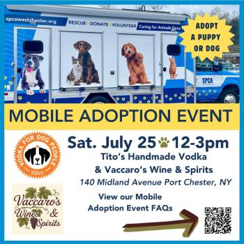 Maggie **available at offsite adoption event on Saturday, 7/25*  -  Labrador Retriever and Great Pyrenees Dog for Adoption in Briarcliff Manor, New York - Maggie **available At Offsite Adoption Event On Saturday, 7/25*  | PetCurious