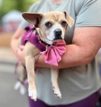 ISADORA (IZZY) -  Chihuahua Dog for Adoption in Alpharetta, Georgia - ISADORA (IZZY) | PetCurious