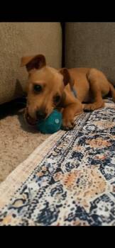 Copper -  Miniature Pinscher and Chihuahua Dog Available for Adoption - Copper | PetCurious