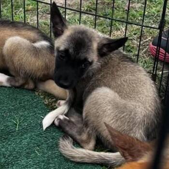 Nash 6/28/2026 -  German Shepherd Dog and Mixed Breed Dog for Adoption in Van Horne, Iowa - Nash 6/28/2026 | PetCurious