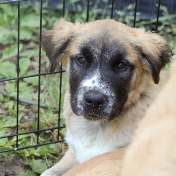 Retriever and Australian Shepherd Dogs Available for Adoption in Columbia, South Carolina - Redleaf | PetCurious
