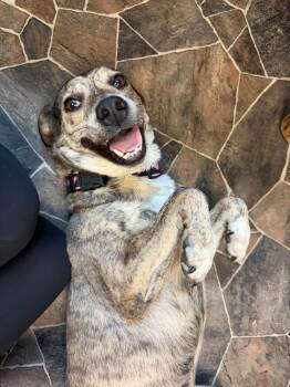 Smooch -  Australian Cattle Dog Blue Heeler Dog for Adoption in Sterling Heights, Michigan - Smooch | PetCurious