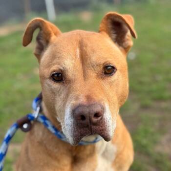 Rescue Pit Bull Terrier and Labrador Retriever Dogs for Adoption in Goleta, California - Hazel | PetCurious