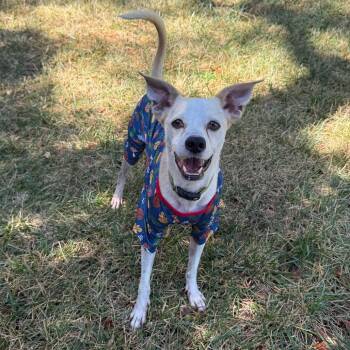 Fran -  Terrier Dog for Adoption in St. Augustine, Florida - Fran | PetCurious