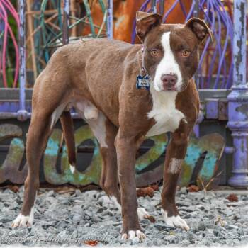 Labrador Retriever and Terrier Dogs Available for Adoption - Mitch | PetCurious