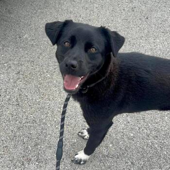 Draco -  Black Labrador Retriever and Mixed Breed Dog for Adoption in Pittsburgh, Pennsylvania - Draco | PetCurious