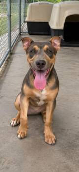 Nellie -  Rottweiler Dog for Adoption in Carmel Hamlet, New York - Nellie | PetCurious