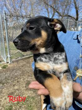 Mixed Breed Dogs Available for Adoption in Rigaud, Quebec - Ruby | PetCurious