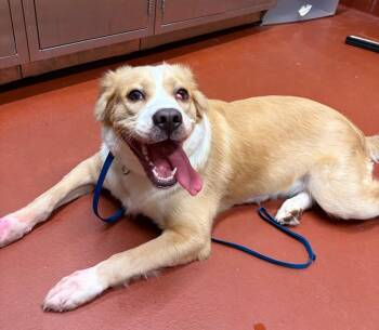 Maybelline -  Collie Dog for Adoption in Douglasville, Georgia - Maybelline | PetCurious