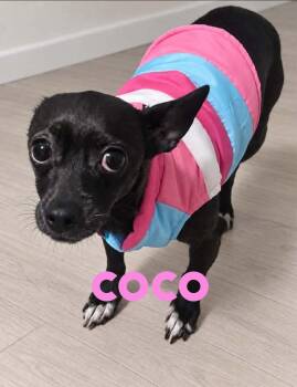 Coco -  Chihuahua Dog for Adoption in Toms River, New Jersey - Coco | PetCurious