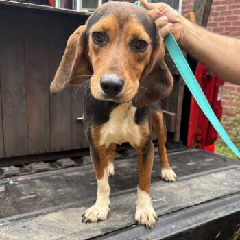 Birdie -  Beagle Dog for Adoption in Hanson, Massachusetts - Birdie | PetCurious