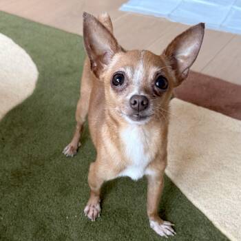 Chihuahua Dogs Available for Adoption - Taco | PetCurious