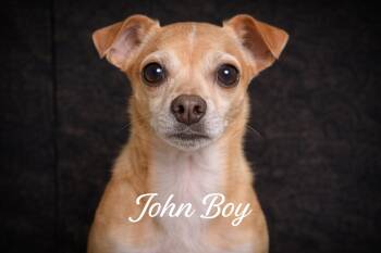Chihuahua Dogs Available for Adoption in Livingston, Texas - John Boy | PetCurious