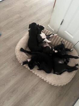 Landry -  Labrador Retriever Dog for Adoption in Trenton, New Jersey - Landry | PetCurious