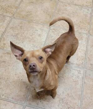 Rescue Chiweenie Dogs for Adoption in Van Alstyne, Texas - Punkin | PetCurious