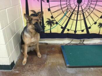 TESSIE -  German Shepherd Dog Dog for Adoption in Thousand Palms, California - TESSIE | PetCurious