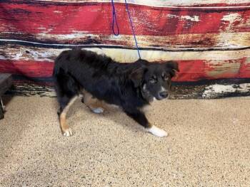 Australian Shepherd Dogs Available for Adoption in Doral, Florida - MELLOW | PetCurious