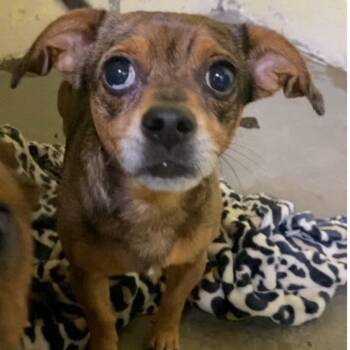 Rescue Beagle Dogs for Adoption in Northbrook, Illinois - Bosh | PetCurious