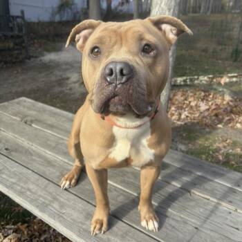 Rescue Pit Bull Terrier Dogs for Adoption in Eatontown, New Jersey - Cinnabon | PetCurious