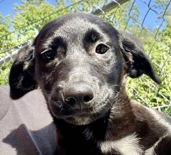 Yolanda -  Shepherd Dog for Adoption in Glasgow, Kentucky - Yolanda | PetCurious