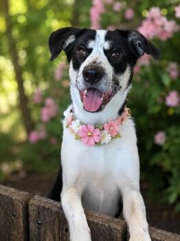 Em -  Australian Shepherd Dog for Adoption in Phoenix, Arizona - Em | PetCurious