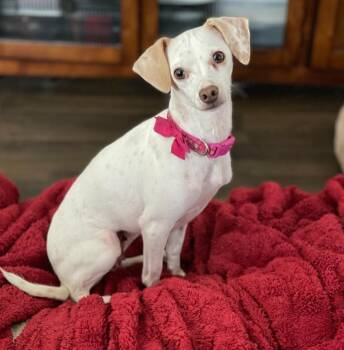 Rescue Chihuahua and Mixed Breed Dogs for Adoption in Mead, Colorado - Gemma | PetCurious
