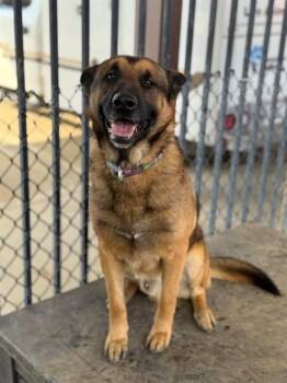 German Shepherd Dog Dogs Available for Adoption in Riverside, California - MORRIS | PetCurious